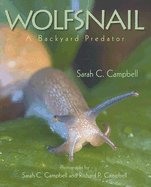 Wolfsnail: A Backyard Predator