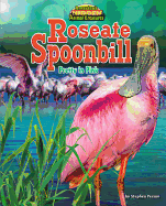 Roseate Spoonbill: Pretty in Pink