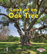 Look at an Oak Tree