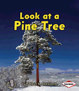 Look at a Pine Tree