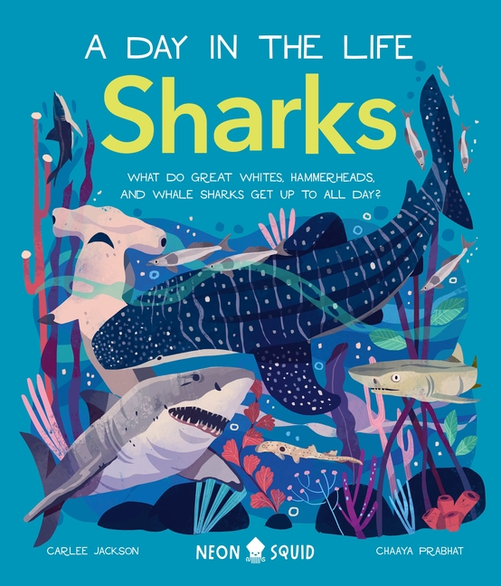 Sharks: What Do Great Whites, Hammerheads, and Whale Sharks Get Up to All Day?