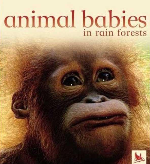 Animal Babies in Rain Forests