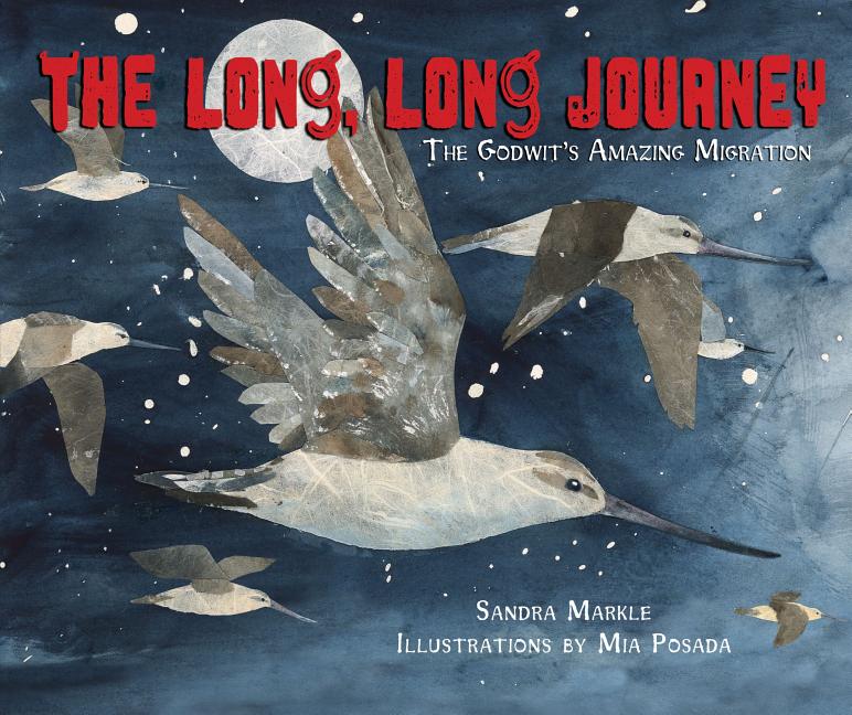 Long, Long Journey, The: The Godwit's Amazing Migration