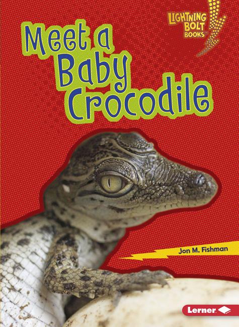 Meet a Baby Crocodile