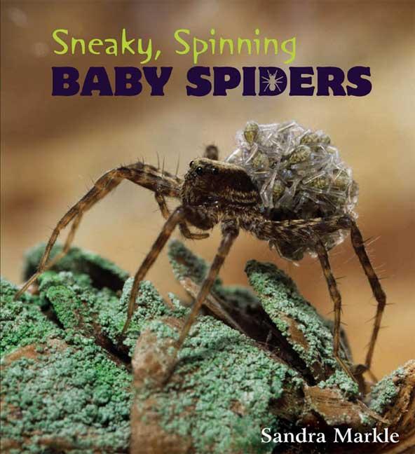Sneaky, Spinning Baby Spiders