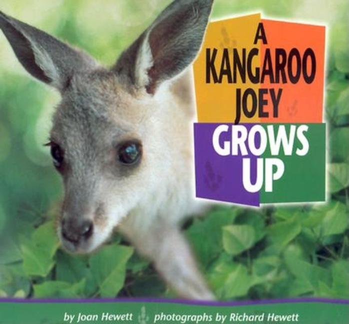 A Kangaroo Joey Grows Up