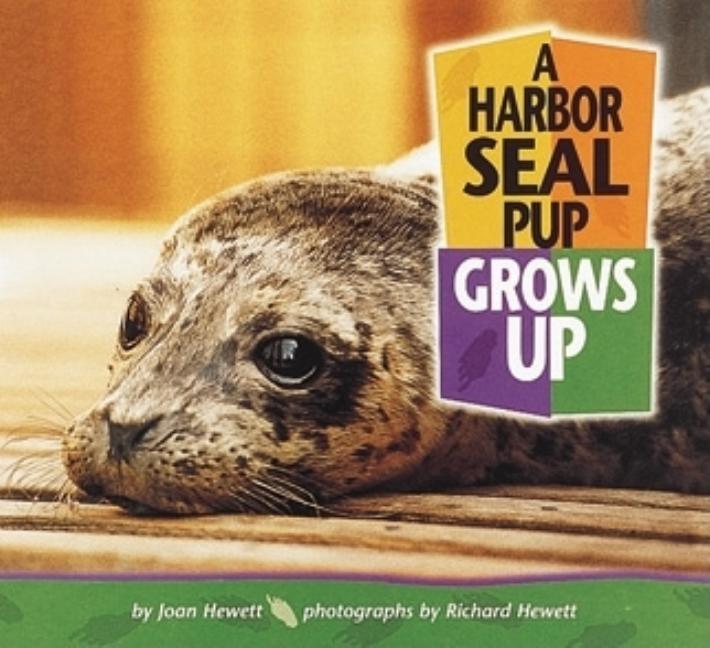 A Harbor Seal Pup Grows Up